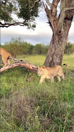 An Unusual Sighting: Lions Relaxing in a Tree!