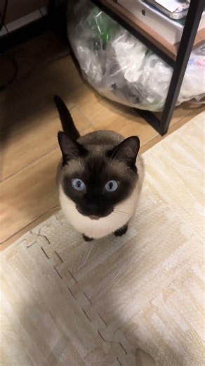 Cute Kitten Countdown: When Will You Return Home Tonight