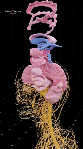 Smart Doctor on Instagram‎: "The Hidden Network That Runs Your Body 🧠⚡ . . . Your brain is the most complex structure in the universe — a vast network of over 86 billion neurons sending electrical signals at speeds up to 430 km/h ⚡. Through the spinal cord and peripheral nerves, it controls every heartbeat, breath, and movement you make. This 3D medical visualization reveals the breathtaking design of the human nervous system, the real power grid of life itself. . . #Anatomy #Heart #HumanBody #