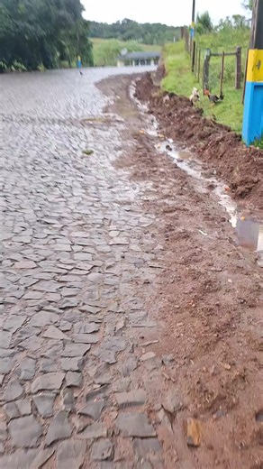 galo mura: como cuidar e separar frangos e galos no quintal