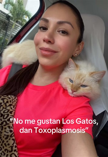 Los mitos sobre los gatos y la toxoplasmosis