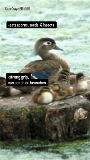 Minnesota’s Wild: Meet the Wood Duck