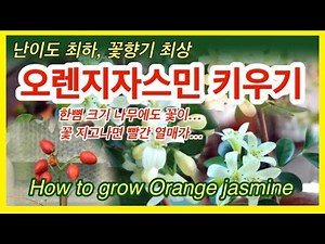 Very easy to grow orange jasmine