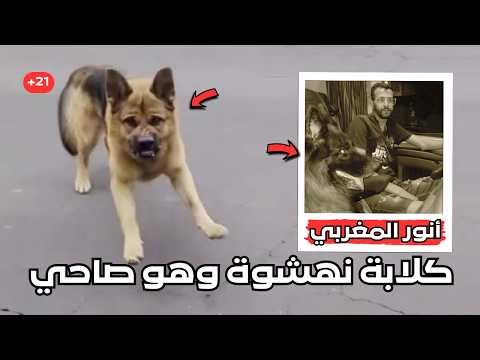 ⚠️ايه اللي يخلي كلب يهاجم صاحبه ؟ القصة الحقيقة الكاملة والمرعبه للشاب المغربي انور في مدينة طنجة