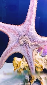 445K views · 3.5K reactions | These Cool Animals Have INSANE Abilities! #animalfacts #trendingreelsvideo #wildanimals #factsyoudidntknow | Moviez | Facebook