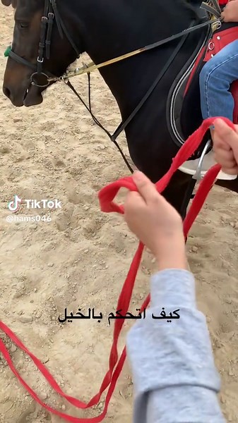 شرح كيفية مسك اللجام للخيل بشكل صحيح