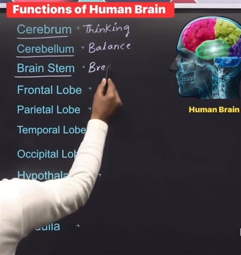 RN.Yasmeen Abughazleh 💙 on Instagram: "Your brain controls EVERYTHING… but do you know what part does what? 🧠 .🧠 The human brain is the control center of the body. Each lobe has a specific function that nurses MUST know for exams and practice. 💡 Save this post — your future self will thank you! Comment 🧠 if you’re studying neuro right now. — RN.Yasmeen ⸻ Caption 2 (NCLEX-Focused) NCLEX tip 📝 Damage location = lost function. Know the lobes, know the answer. ✔️ Cerebrum ✔️ Cerebellum ✔️ Brai