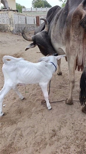 Cute desert animal #shorts #youtubeshorts