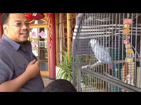 Parrot SPEAKING CHINESE