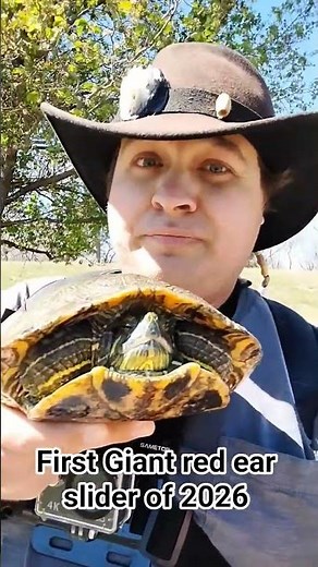 First Giant red ear slider of 2026!!!!!#reptiles #turtle #wildlife