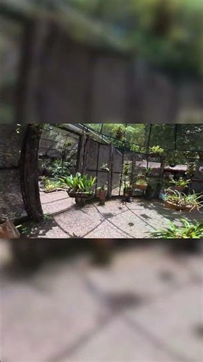 Milhares de orquídeas em um só lugar #shorts #botanical #amazonia