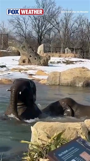 FROLICKING TIME 🐘: Elephants at the Cincinnati Zoo in Ohio were enjoying the warm weather by taking a dip in the pool. The zoo said the elephants were celebrating their eighth birthday. 🎂 #animals #elephants #cincinnati #Ohio | FOX Weather