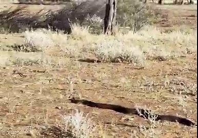 I’m out on my brothers property this week in Western Queensland with limited reception so taking a short break from politics. We came accross this guy this morning. At first I thought he might have been a venomous breed but Dad reckons he’s a python. He’s certainly much better looking than the kind found in Canberra. Anyone got any ideas?