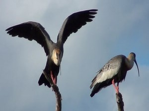 CURICACA (THERISTICUS CAUDATUS), BUFF-NECKED IBIS, DESPERTADOR, CURUCACA, CURICACA-COMUM.