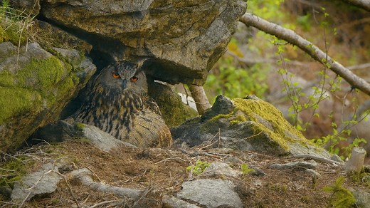 Eurasian Eagle-Owl Nesting Beneath the Cliffs