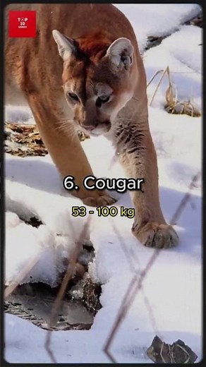 Top 10 Biggest Big Cats in the World 🐅 Lion, Tiger & Other Wild Giants!