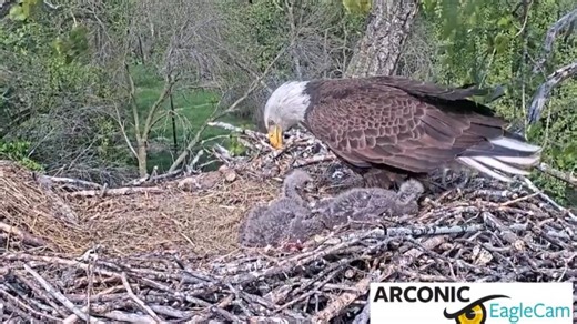 Arconic Davenport Works seeks public input to name eaglets on Eagle Cam