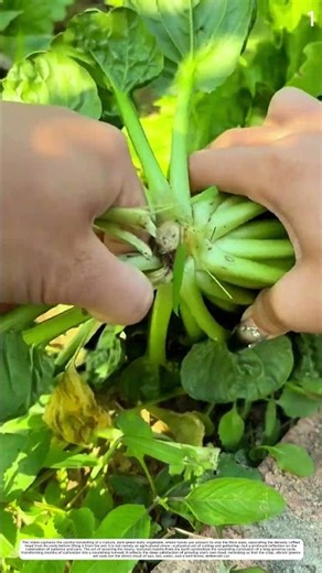Tatsoi Greens Harvest: How Base Snipping Yields Fresh Rosette Whole 