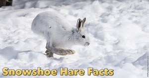 Snowshoe Hare Facts, Information, Pictures & Video