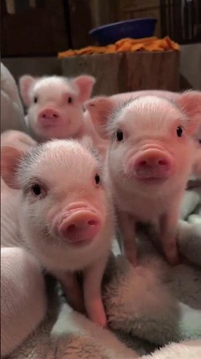 Cutest Tiny Piglets You've Ever Seen! 🥰🐷 #cutepiglets #minipig #funnyanimals