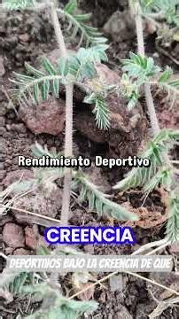 ¿Maleza o planta medicinal? El poder del TORITO (Tribulus terrestris) 🌿