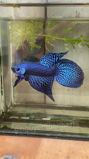 Exploring Wild Betta Alien Longtail Fish