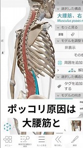 【ぽっこりお腹の真犯人】痩せない原因は「仕事の姿勢」！インナーマッスルと骨盤後傾の秘密【姿勢改善】 金曜日ショート／猫耳の整体なんでにゃんで？ #shorts #やわらぎ整体堂 #ぽっこりお腹
