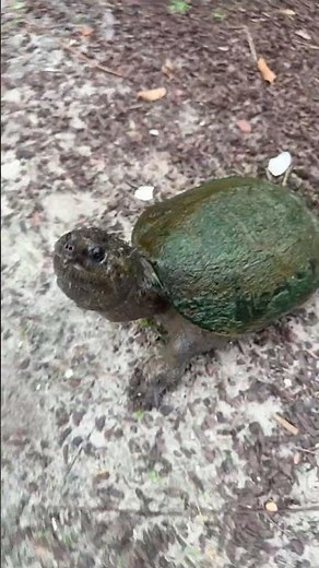 Marge Steals the Live Show! #alligatorsnappingturtle #kampkenan