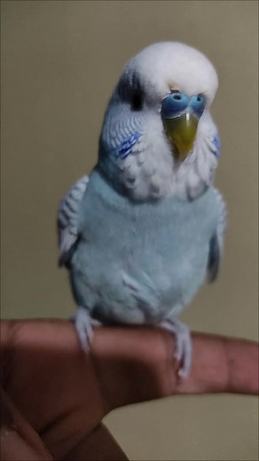 Periquito Australiano na mão - Budgies, Parrots, and Parakeets