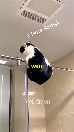 She Gave Her Cat A Gift Just To Take A Bath 🐱🤣 #shorts