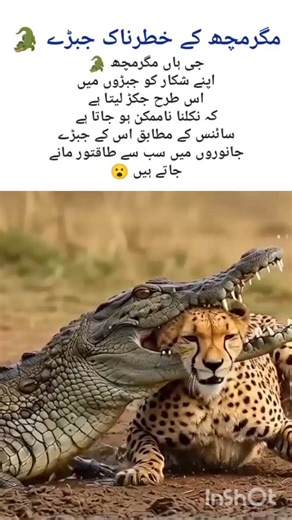 Alligator’s Deadly Jaws 🐊#alligatorhunting#shorts#nature