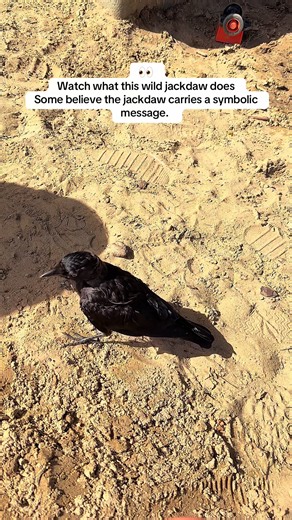 Wild Jackdaw Trusts Human: Intuition and Hidden Wisdom