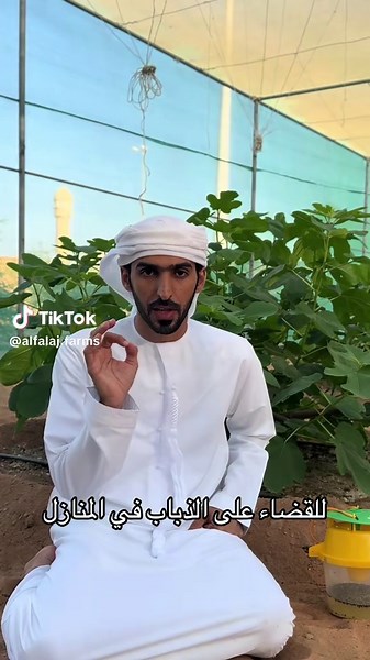 مزارع الفلج. طريقة الاستخدام: يُستخدم Acetamax بالطريقة التي تمت مشاركتها في الفيديو/الصور؛ فقط قم بنثر الحبيبات في أماكن تجمع الذباب مثل قرب الحظائر، أبواب المزارع، أو المناطق التي يكثر فيها تواجد الذباب. يبدأ المنتج بجذب الذباب بقوة ثم القضاء عليه خلال وقت قصير. #زراعة #زراعة_عضوية #مزارع #مزارع_الفلج #تين #