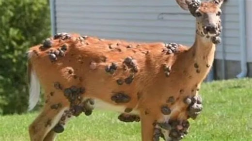 Mutant DEER spotted with pus-filled sores after plague of ‘zombie squirrels’
