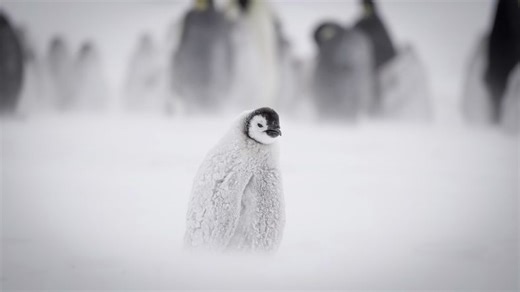 “It will perish.” A penguin chick has a lucky escape from being crushed to death. Then disaster strikes   | Discover Wildlife