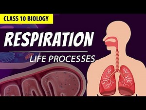 CLASS 10 LIFE PROCESSES FULL CHAPTER (Animation)| PART - 2 | NCERT Science chapter 6| Respiration