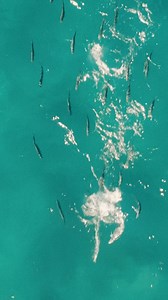 I can’t believe how long these Roosters chased my topwater lure before I hooked up!!! I nearly ran out of water! 🙌😝🔥🔥 - - @brksbaits - - #rooster #roosterfish #gallo #pezgallo #surf #surffishing #beachfishing #topwater #topwaterlures #surfacelures #landbased #landbasedfishing #fishingdaily #saltwaterfishing #sportfishing #fishingvideos #sportfishing #morningmotivation #catchandrelease #noreleasenoglory #fishingphotography #letemgoletemgrow #cabo #cabosurfcaster #wesleybrough | Cabosurfcaster