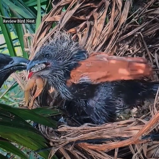 The little bird in the nest ate the frog | Review Bird Nest