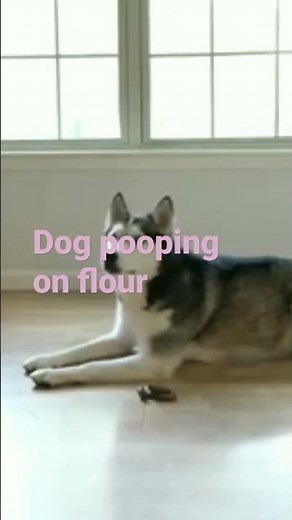 dog pooping | people pooping | dog pooping in car | #short #shorts #viral #youtubeshorts #ytshorts