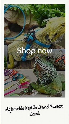 Adjustable Reptile Lizard Harness Leash