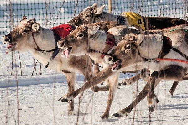 Traditional reindeer racing is delighting spectators in frigid Finland