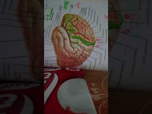 parietal areas of cerebral cortex easy explanation