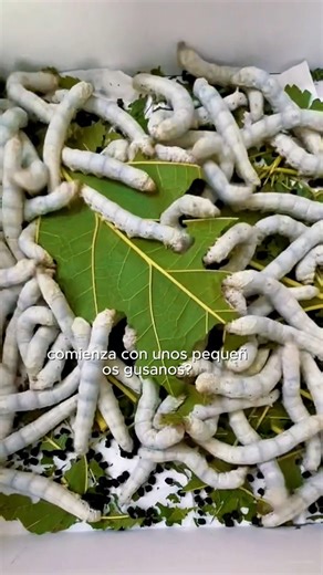 ¿De dónde se extrae la ceda? Aquí están los gusanos que dan origen a la lujosa tela de cedas. ¿Ya lo sabían ? #gusanos #Cedas #seda | Los Viajes de Willy