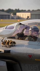 147K views · 458 reactions | A goose stops an incoming jet because of an engine failure! #animals #rescue #airforce | Vu Stories | Facebook
