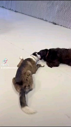 We've all that awkward first 😘 #firstkiss #awkwardmoments #younglove #calgarydogs #dogsofcanada #dogsofcalgary #yycdogsofinstagram #yycdogs #dogsofyyc | Muttley Crüe Organics