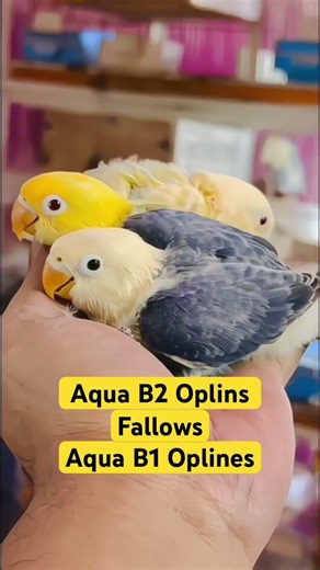 Aqua B1 & B2 Opaline Pale Fallow 💛 Beautiful Opaline Series Budgies | Top Quality Birds