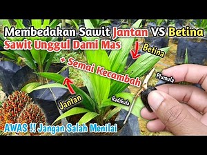 How to Differentiate Male and Female Oil Palms + How to Properly Sow Oil Palm Sprouts