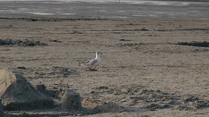 Seagull On Mudflat Low Tide Walks Stock Footage Video (100% Royalty-free) 1108048121 | Shutterstock