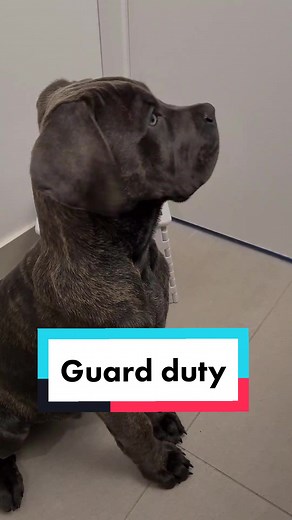 Luckily it was just dad bringing the coconut oil for Argo's oil rub😆 #argothecanecorso #guardduty #guardmode #protective #dogsoftiktok #canecorso #dogparents