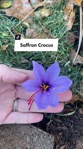 Saffron Crocus Harvesting Guide